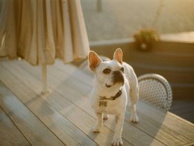 What you Should Know Before Welcoming a Dog in Your Family