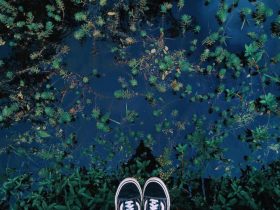 Expert Tips To Choose Pond Filter Media