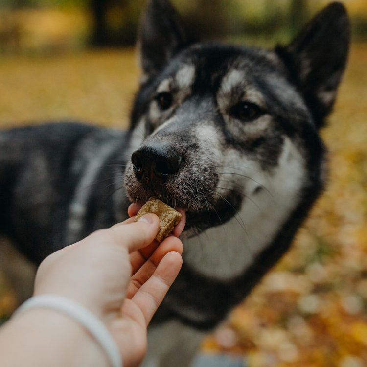 How Long Before CBD For Dogs Kicks In?