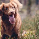 How Long Before CBD For Dogs Kicks In?
