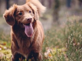 How Long Before CBD For Dogs Kicks In?