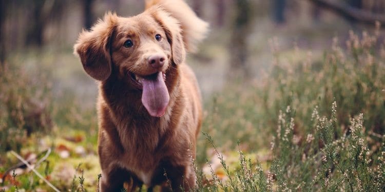 How Long Before CBD For Dogs Kicks In?